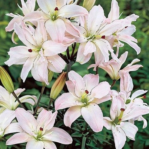 Bulbi de Crini ”Spring Pink” 2 buc