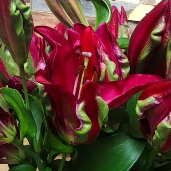 Bulbi de Crini "Tropical Dragon", 1 Bucata