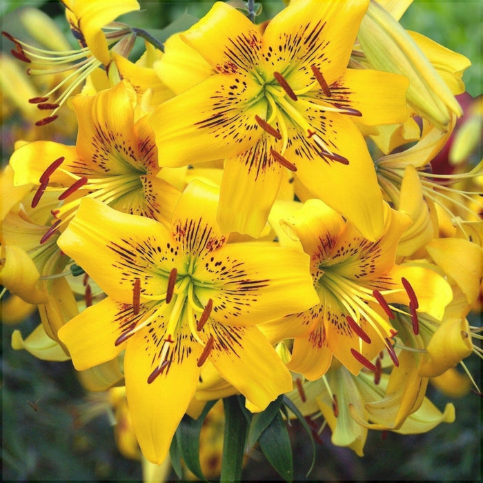 Bulbi de Crini "Yellow Bruse", 1 Bucata