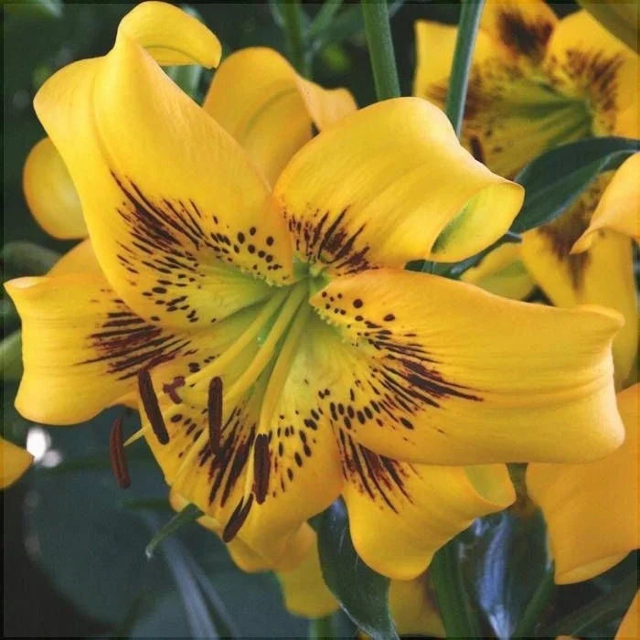 Bulbi de Crini ”Yellow Bruse” 2 buc