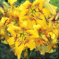 Bulbi de Crini ”Yellow Bruse” 2 buc