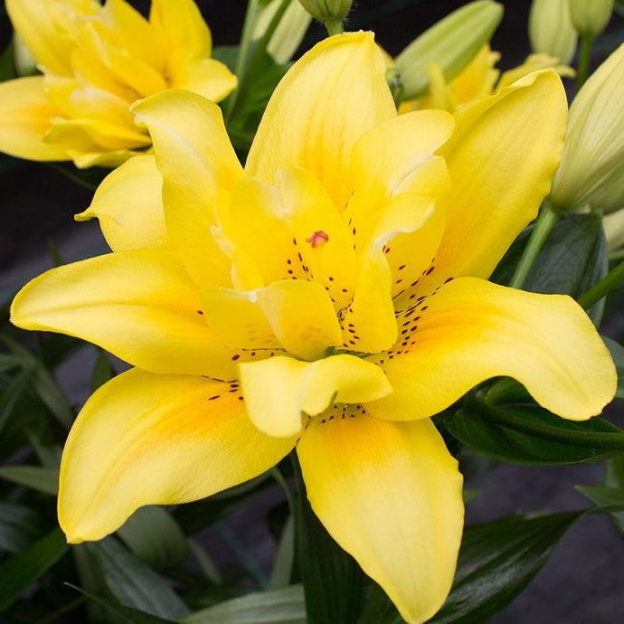 Bulbi de Crini - Yellow County - 2 buc - Regatul Plantelor