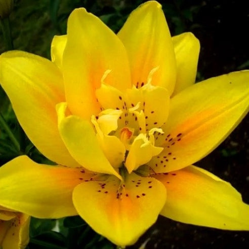 Bulbi de Crini - Yellow County - 2 buc - Regatul Plantelor