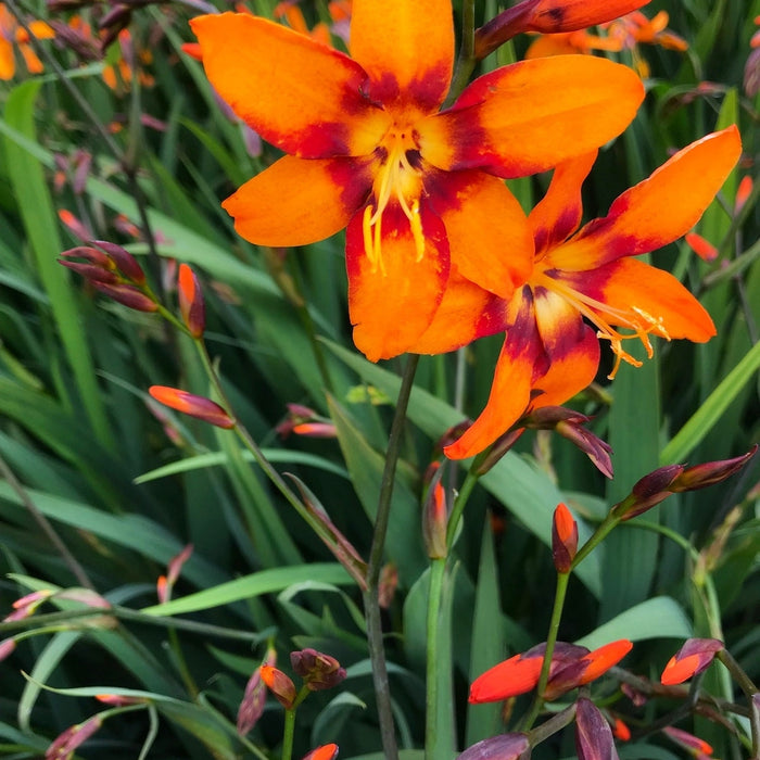 Bulbi de Crocosmia "Emily McKenzei", 3 Bucati