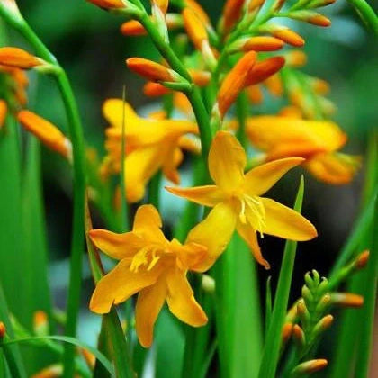 Bulbi de Crocosmia „George Davison”, 3 Bucati