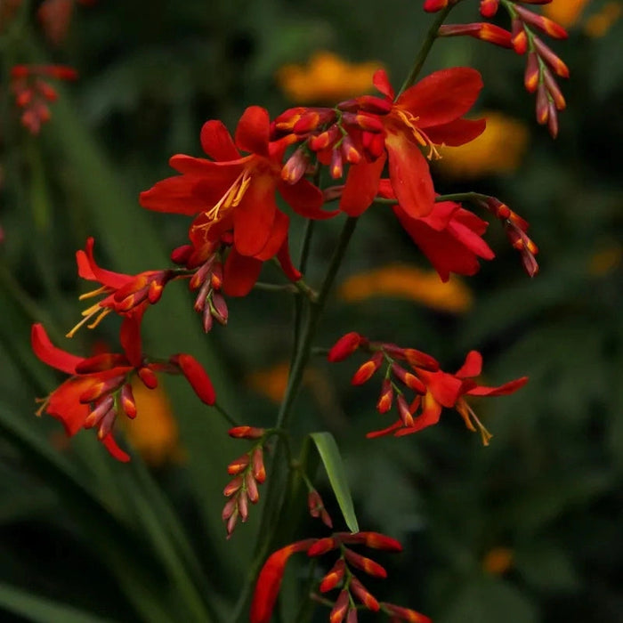 Bulbi de Crocosmia "Lucifer", 3 Bucati