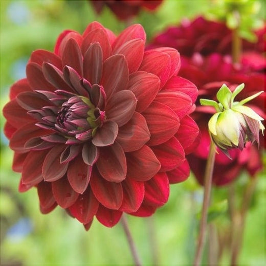 Bulbi de Dalia Inalta "Arabian Night", 1 Bucata