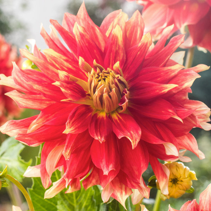Bulbi de Dalia Inalta "Bodacious", 1 Bucata