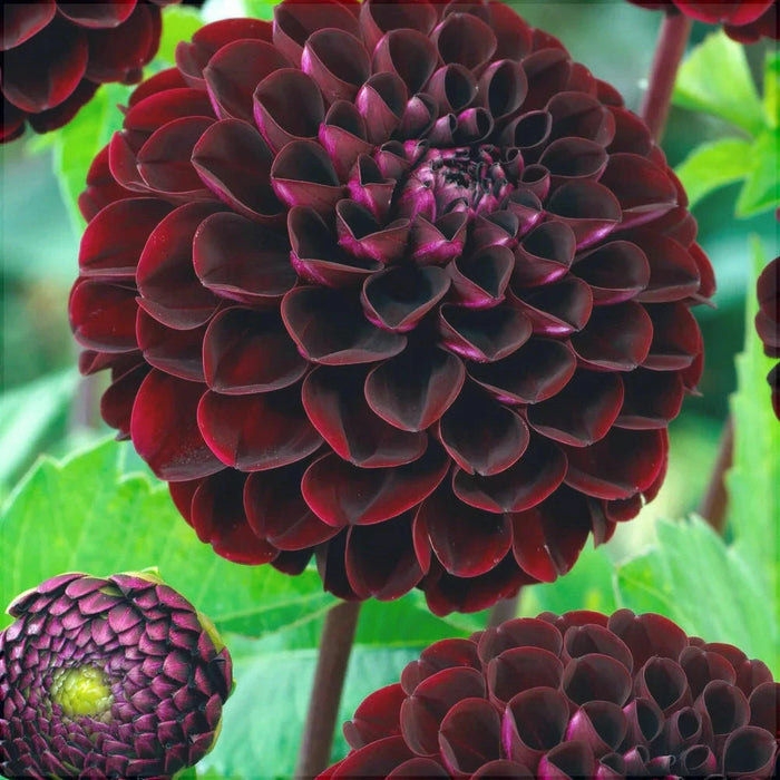 Bulbi de Dalia Inalta "Dark Spirit", 1 Bucata