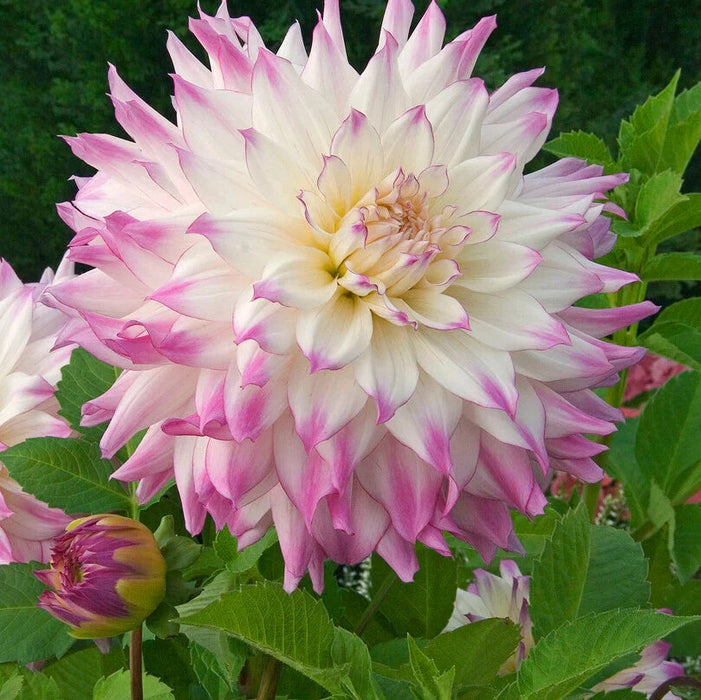 Bulbi de Dalia Inalta "Ferncliff Illusion", 1 Bucata