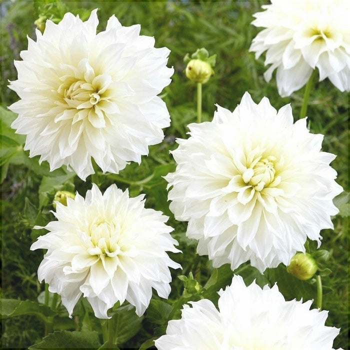 Bulbi de Dalia Inalta "Fleurel", 1 Bucata