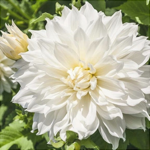 Bulbi de Dalia Inalta "Fleurel", 1 Bucata