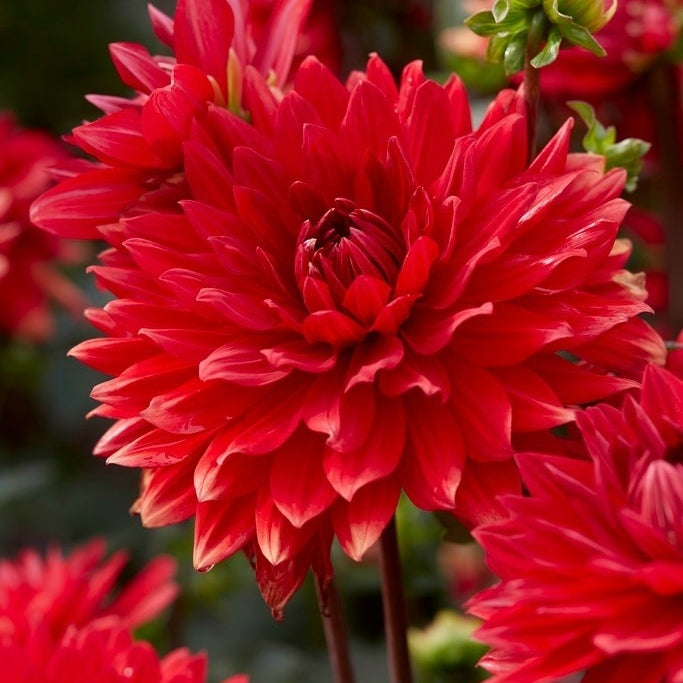 Bulbi de Dalia Inalta "Garden Wonder", 1 Bucata