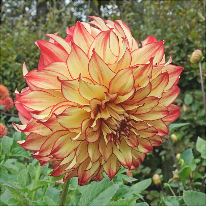 Bulbi de Dalia Inalta "Lady Darlen", 1 Bucata