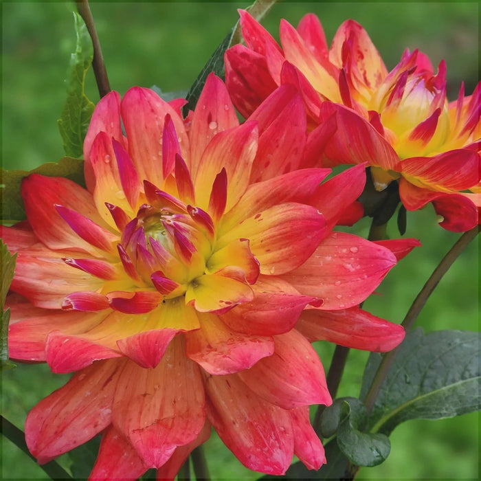 Bulbi de Dalia Inalta "Rainbow Silence", 1 Bucata