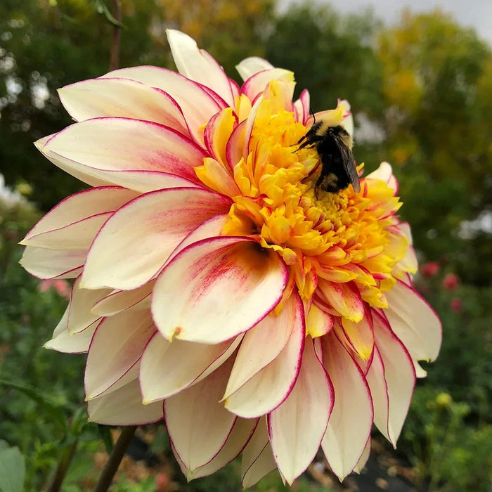 Bulbi de Dalia Pitica "Polka", 1 Bucata