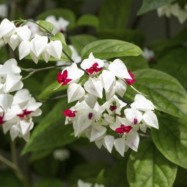 Bulbi de Dicentra "Cerceii Doamnei", Alb, 1 Bucata