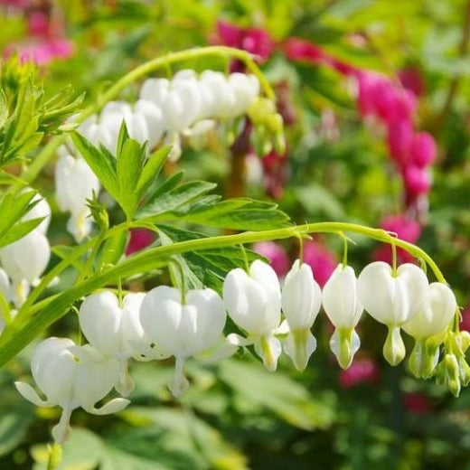 Bulbi de Dicentra "Cerceii Doamnei", Alb, 1 Bucata