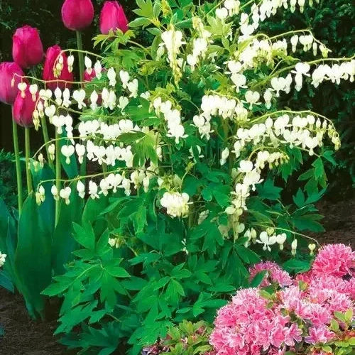 Bulbi de Dicentra "Cerceii Doamnei", Alb, 1 Bucata