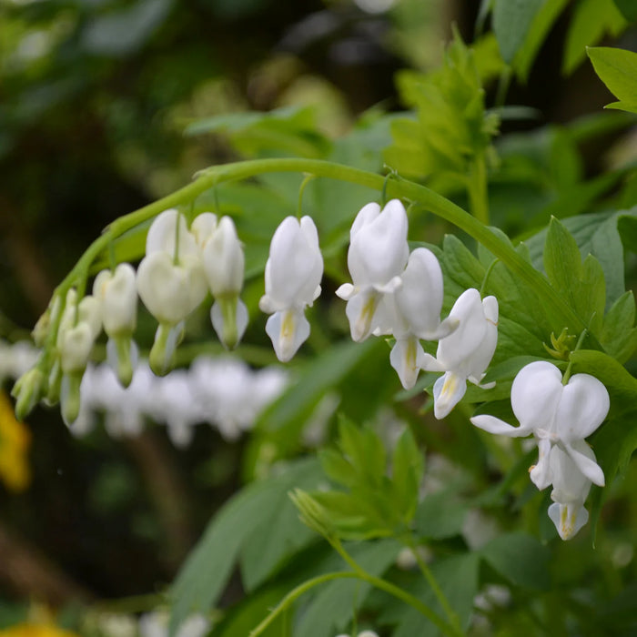Bulbi de Dicentra "Cerceii Doamnei", Alb, 1 Bucata