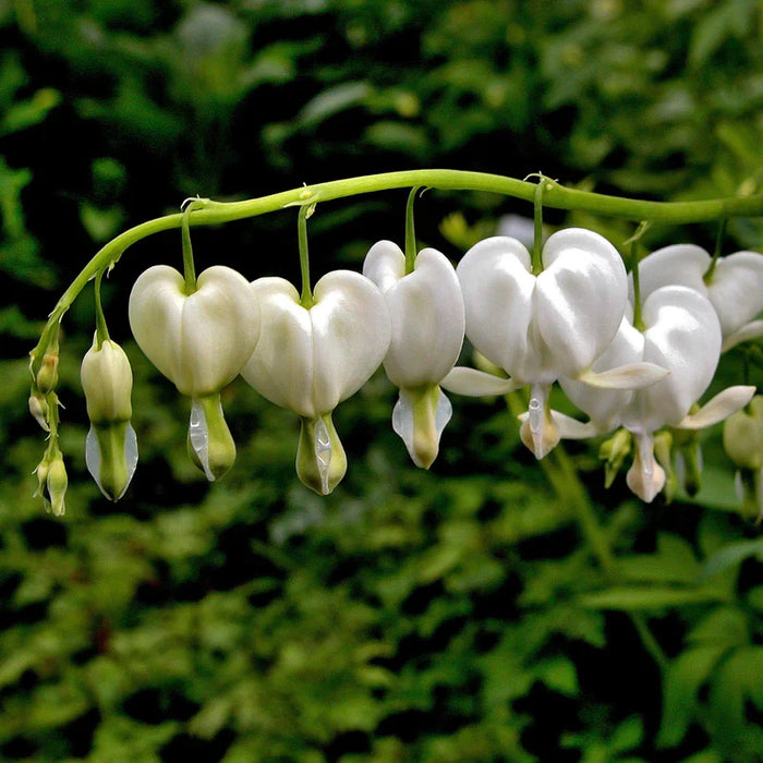 Bulbi de Dicentra "Cerceii Doamnei", Alb, 1 Bucata