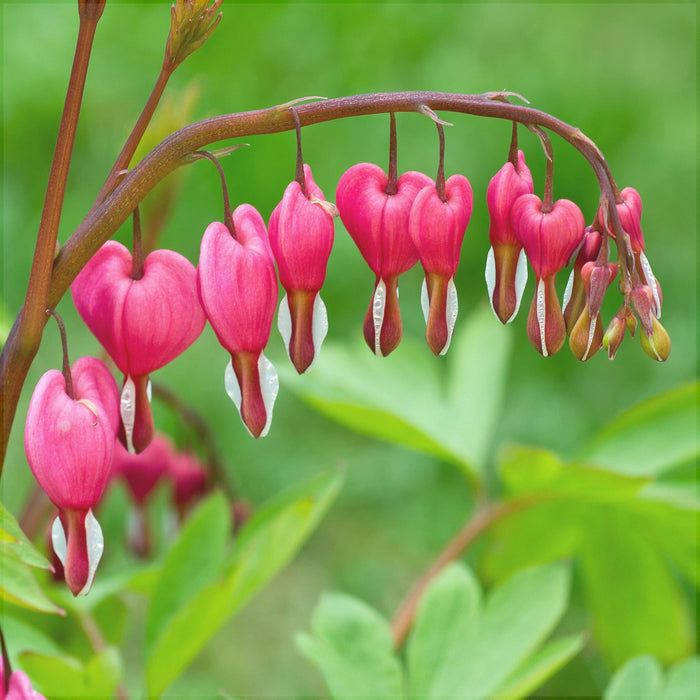Bulbi de Dicentra "Cerceii Doamnei", Roz, 1 Bucata