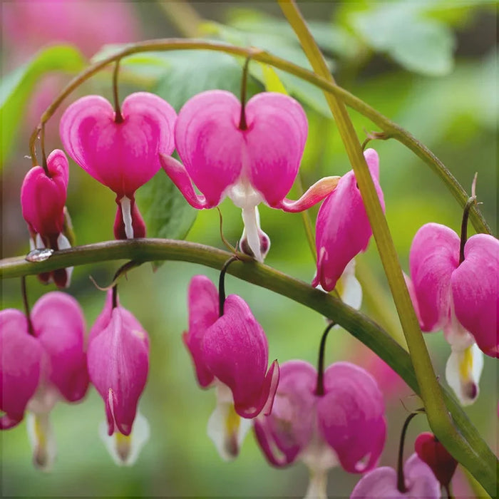 Bulbi de Dicentra "Cerceii Doamnei", Roz, 1 Bucata