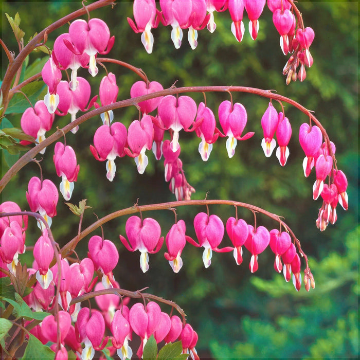 Bulbi de Dicentra "Cerceii Doamnei", Roz, 1 Bucata