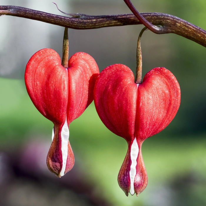 Bulbi de Dicentra "Cerceii Doamnei", Valentine, 1 Bucata