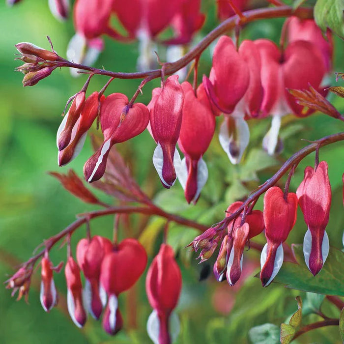 Bulbi de Dicentra "Cerceii Doamnei", Valentine, 1 Bucata
