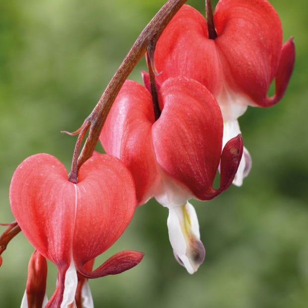 Bulbi de Dicentra "Cerceii Doamnei", Valentine, 1 Bucata