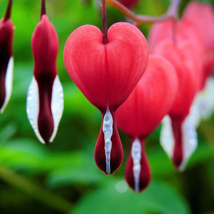 Bulbi de Dicentra "Cerceii Doamnei", Valentine, 1 Bucata
