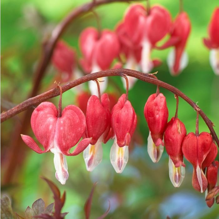 Bulbi de Dicentra "Cerceii Doamnei", Valentine, 1 Bucata
