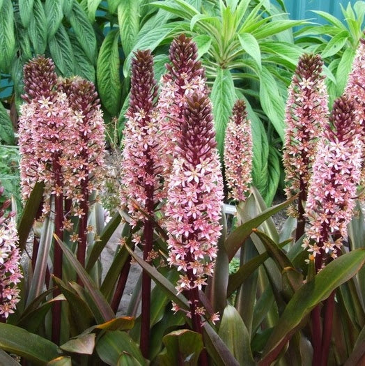 Bulbi de Eucomis "Comosa", Mixt, 2 Bucati
