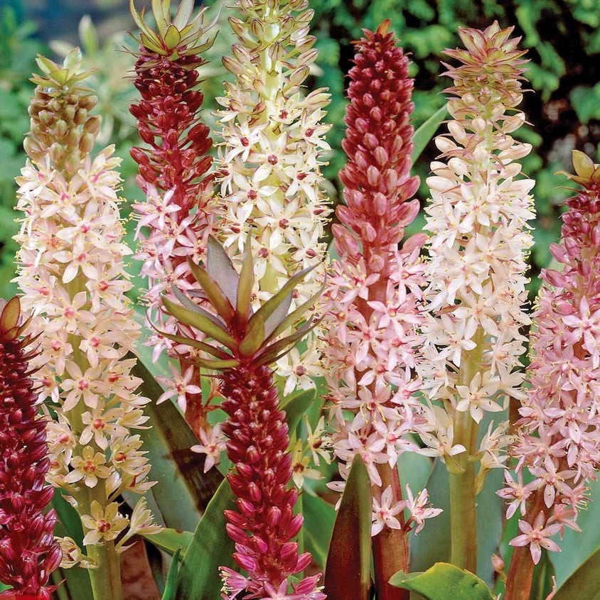 Bulbi de Eucomis "Comosa", Mixt, 2 Bucati