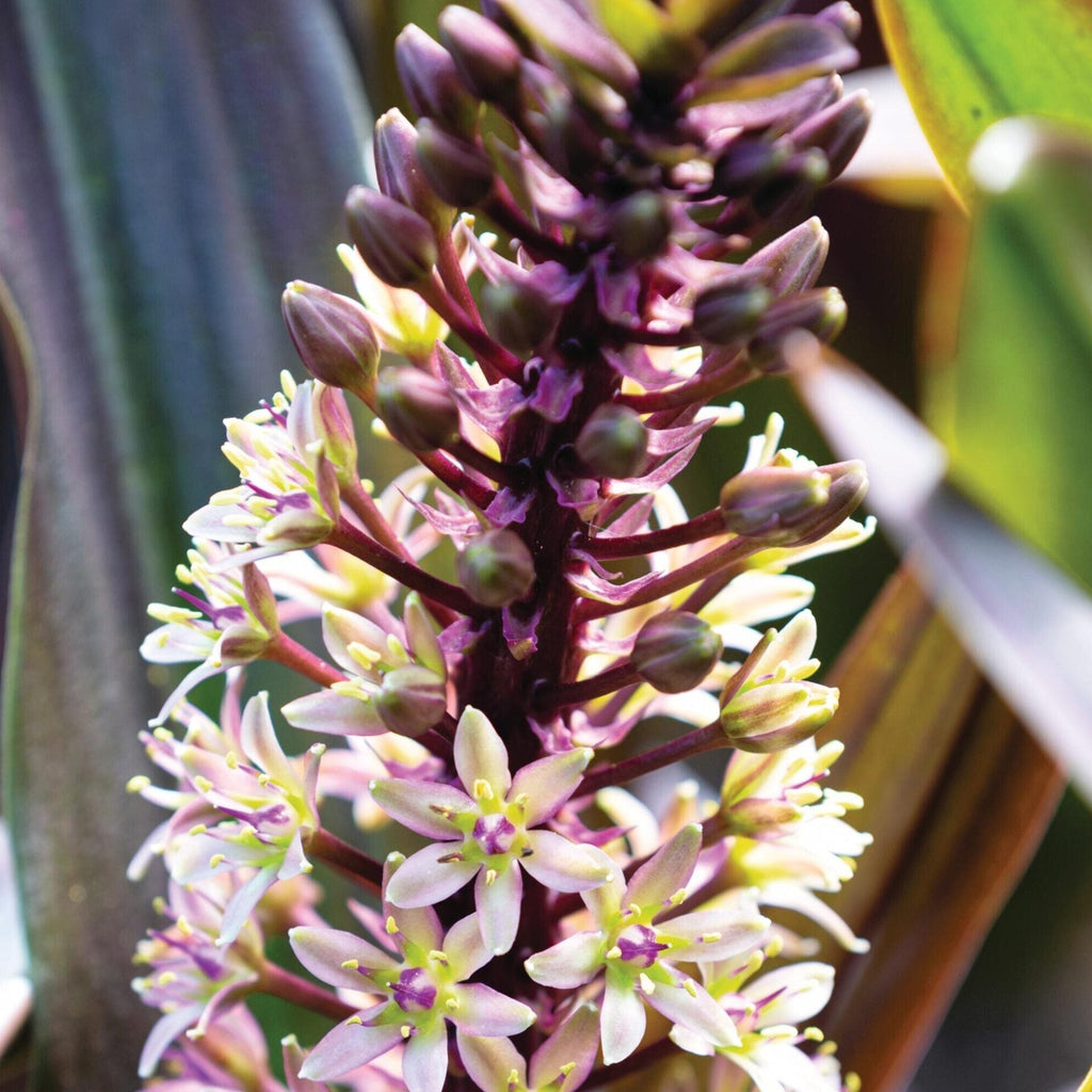 Bulbi de Eucomis "Comosa", Mixt, 2 Bucati