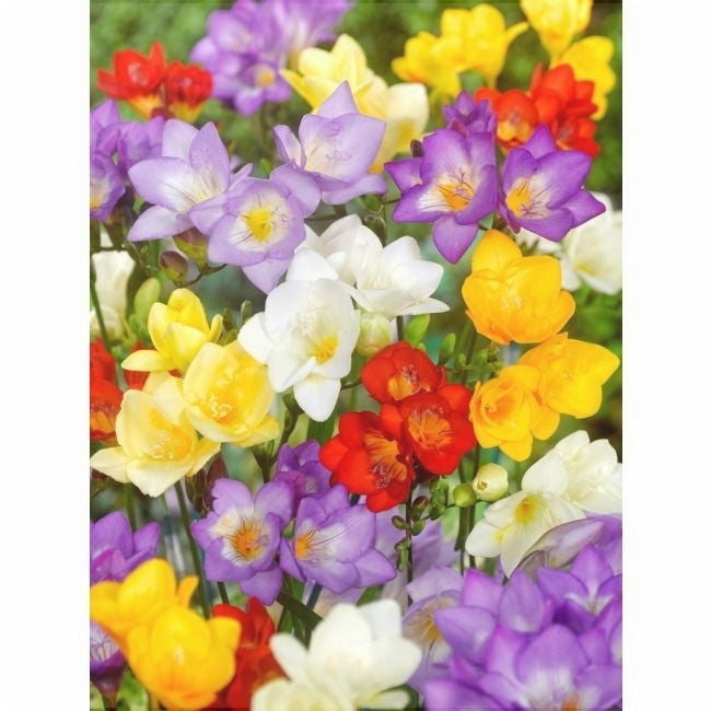 Bulbi de Frezie "Double Mixed", 5 Bucati