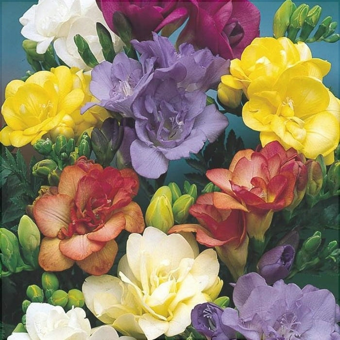 Bulbi de Frezie "Double Mixed", 5 Bucati