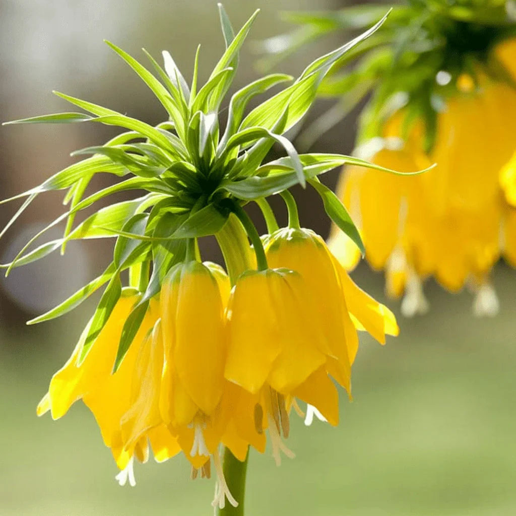 Bulbi de Fritillaria "Prolifera Imperialis"