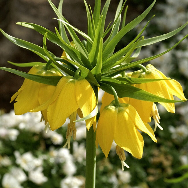 Bulbi de Fritillaria "Lutea", 1 Bucata
