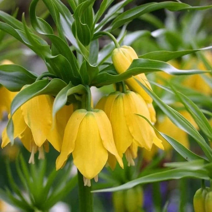 Bulbi de Fritillaria "Prolifera Imperialis"