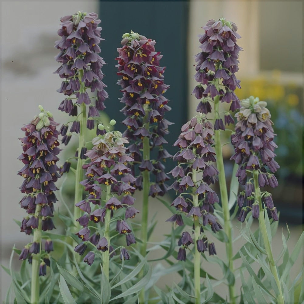 Bulbi de Fritillaria "Persica Adiyaman", 1 Bucata