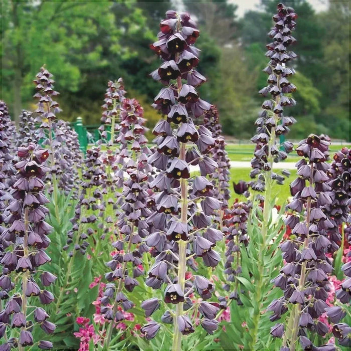 Bulbi de Fritillaria "Persica Adiyaman", 1 Bucata
