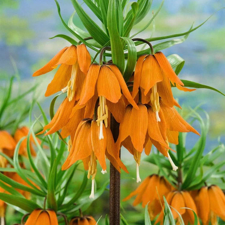 Bulbi de Fritillaria "Prolifera Imperialis", 1 Bucata