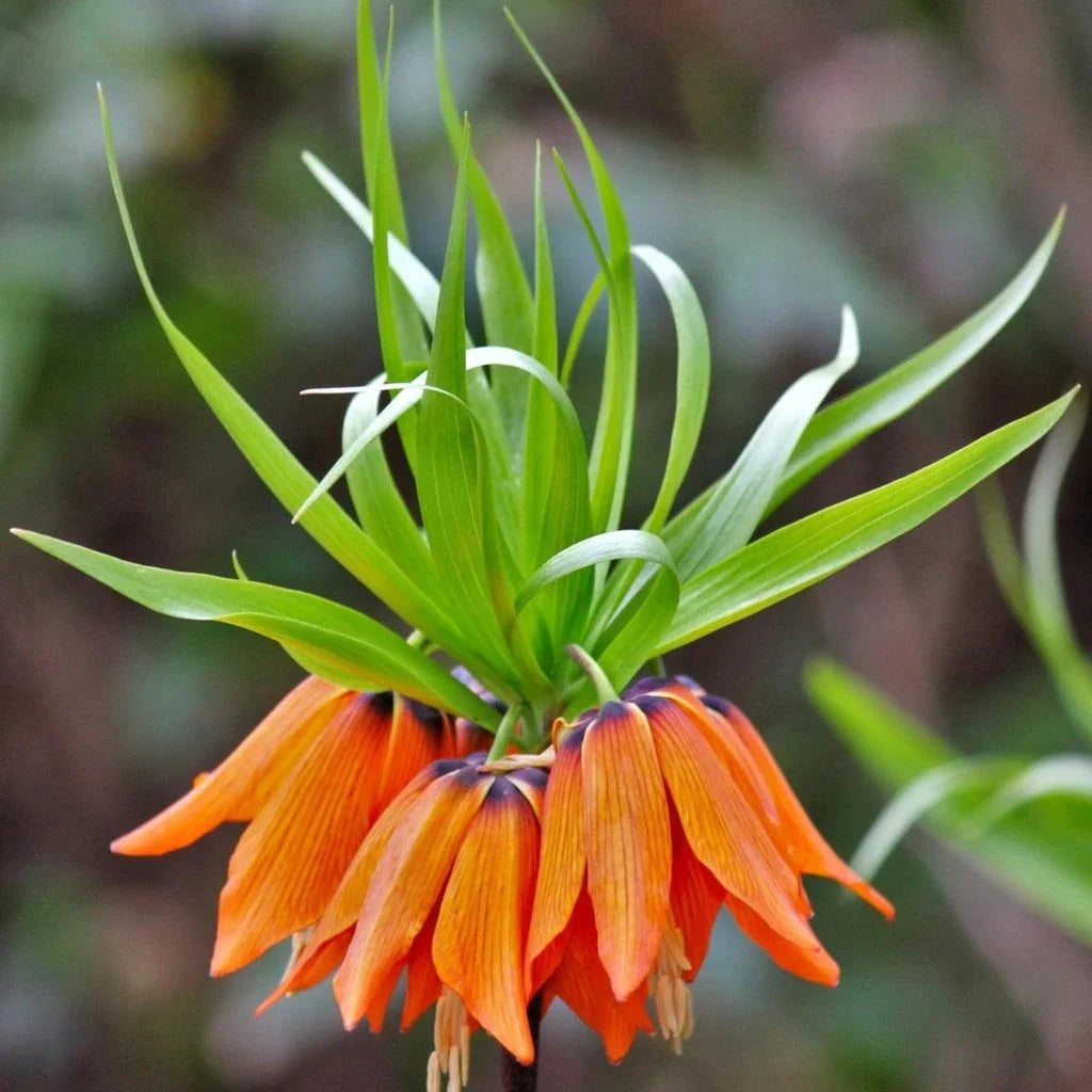 Bulbi de Fritillaria "Prolifera Imperialis"