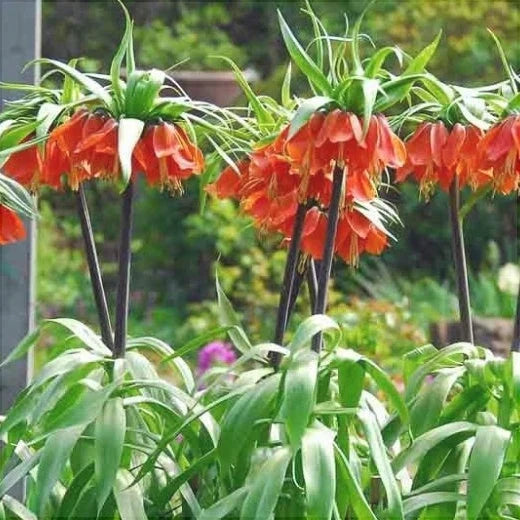 Bulb de Fritillaria "Rubra"