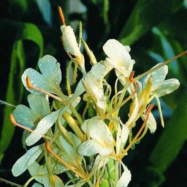 Bulbi de Ghimbir "Hedychium Coccineum Aurantiacum", Ellipticum Alb, 1 Bucata