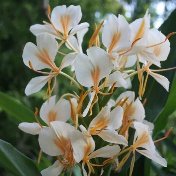 Bulbi de Ghimbir "Hedychium Coccineum Aurantiacum", Ellipticum Alb, 1 Bucata