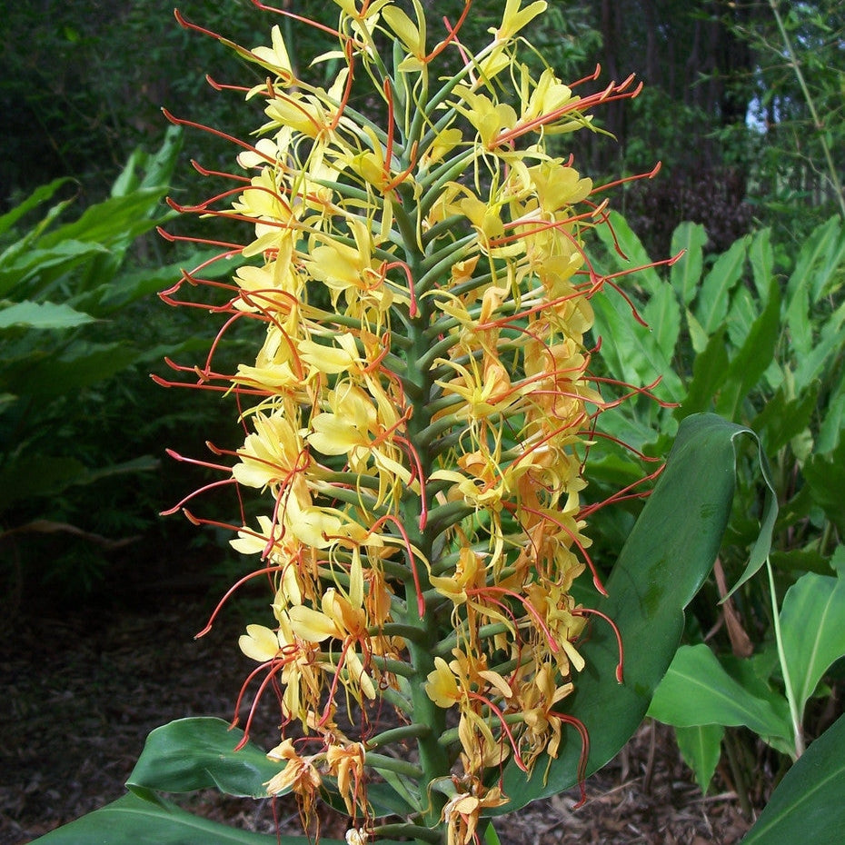 Bulbi de Ghimbir "Hedychium Coccineum Aurantiacum", Gardnerianum Galben, 1 Bucata