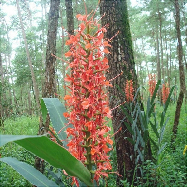 Bulbi de Ghimbir "Hedychium Coccineum Aurantiacum", Scarlet Rosu, 1 Bucata